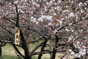オニウシ公園で千島桜が咲いている